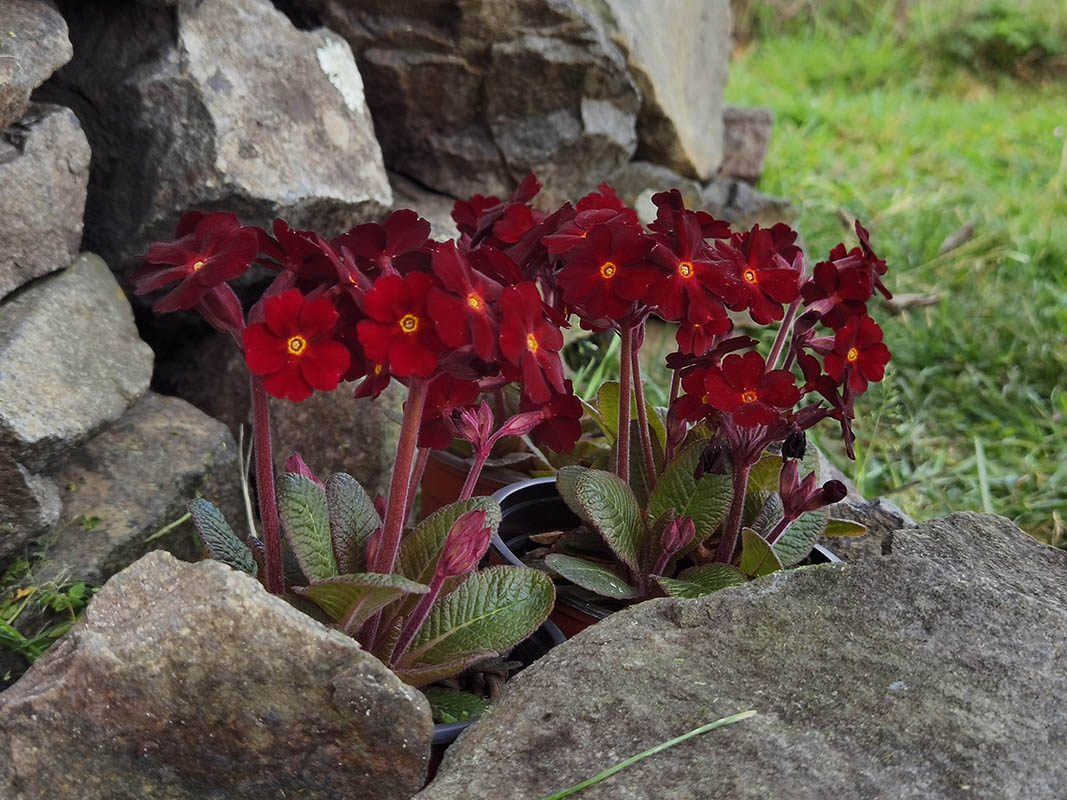 Primula 'Fireflies' en fleurs dans un sous-bois à mi-ombre